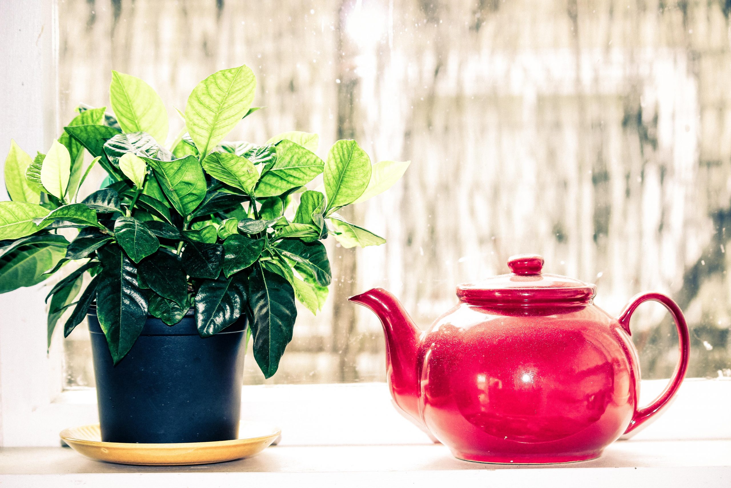 tea