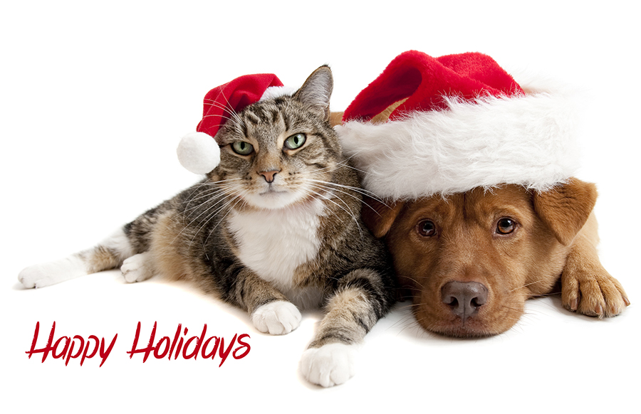 Pets Holiday Card